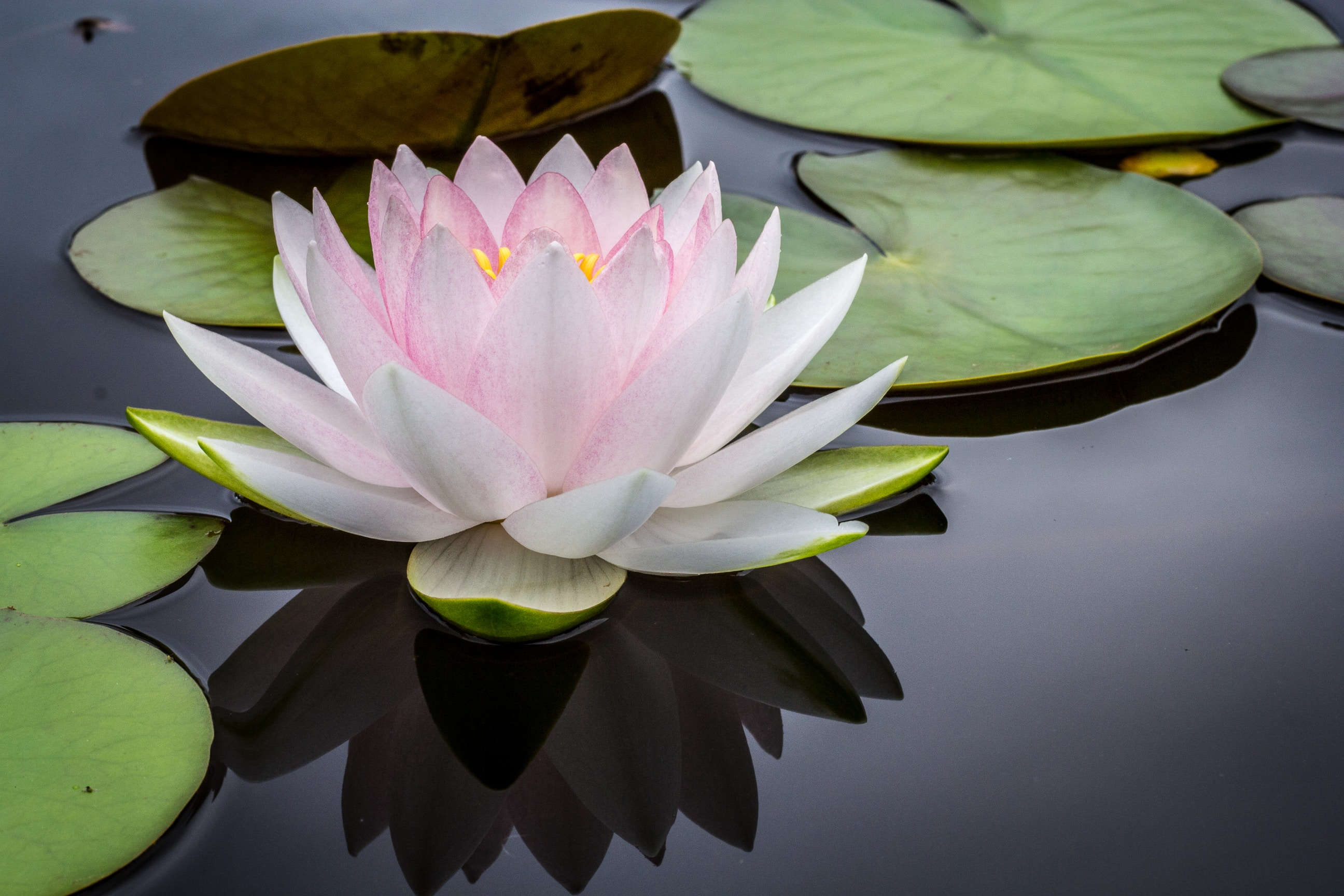 lotus lily pad pond