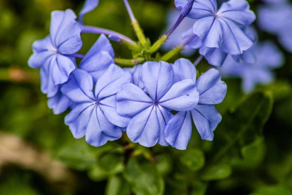 Leadwort