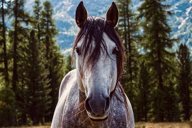 A white stallion with a brown mane