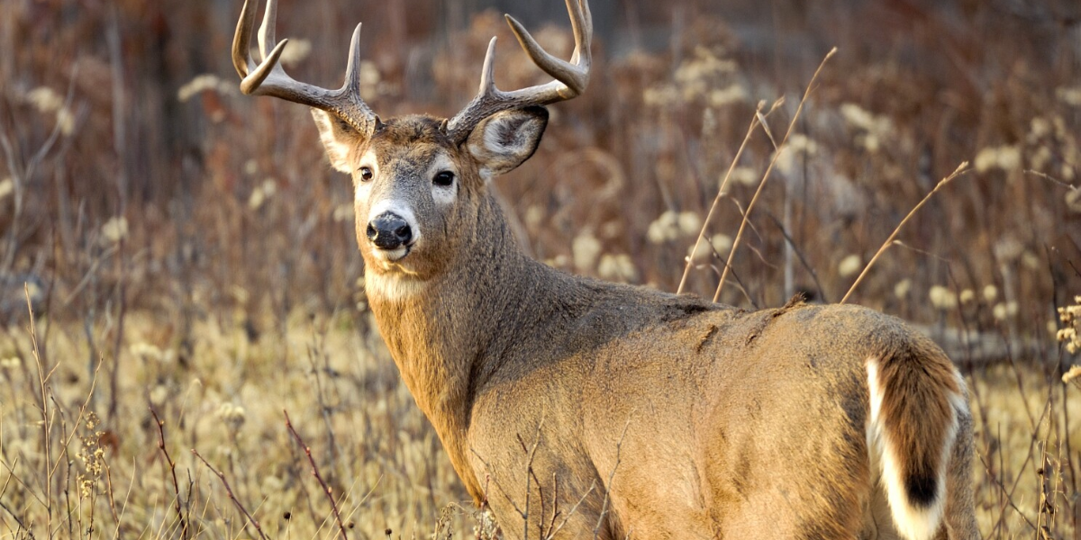 interesting animals in iowa