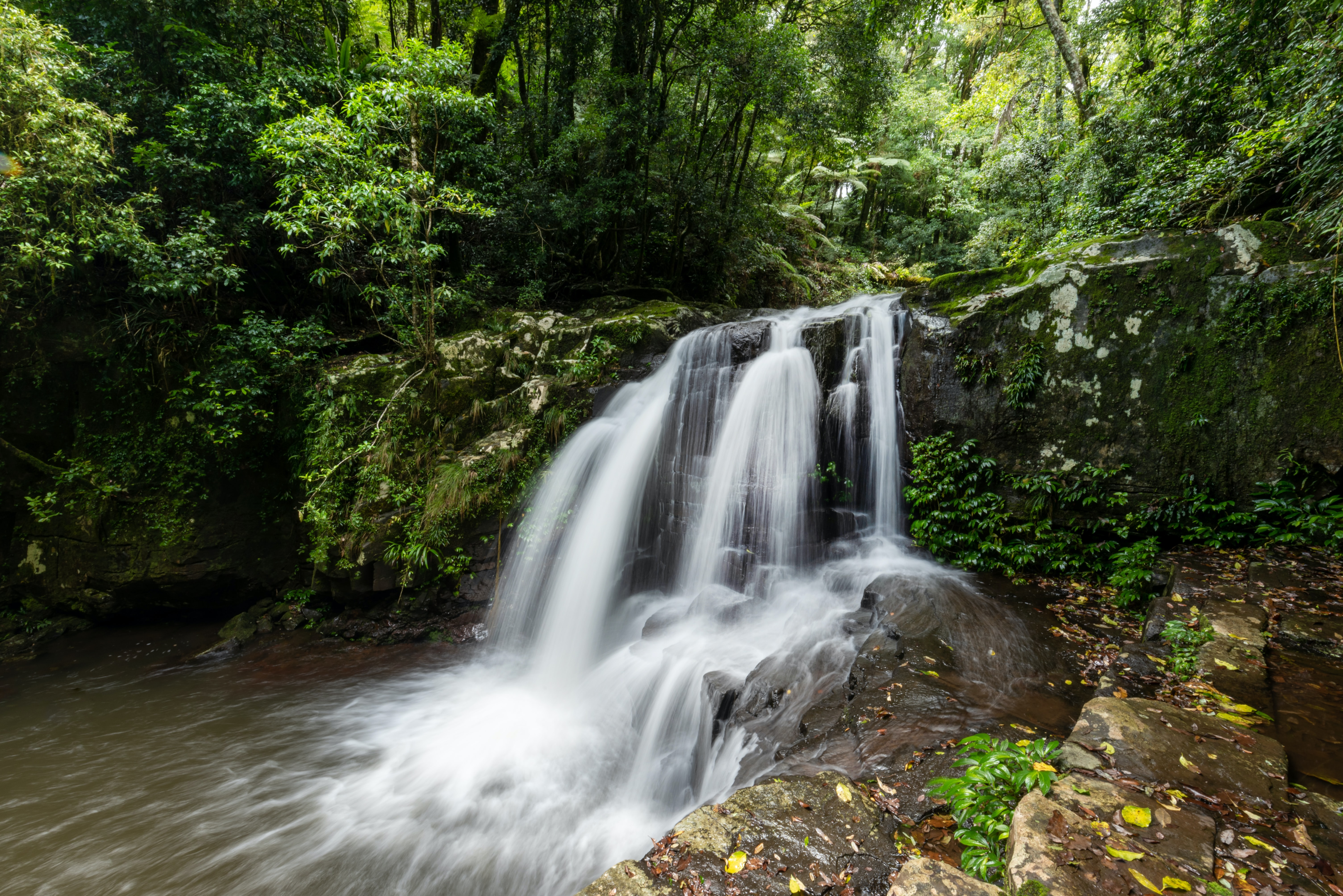 cb991b99 e1b4 4502 963e 3ae51864fd61 Lamington National Park