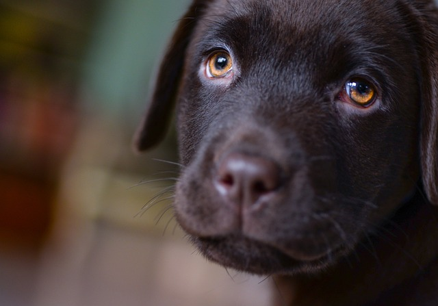 young, labrador, puppy, lab puppy