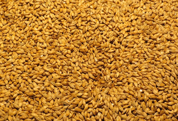 Malted barley. 