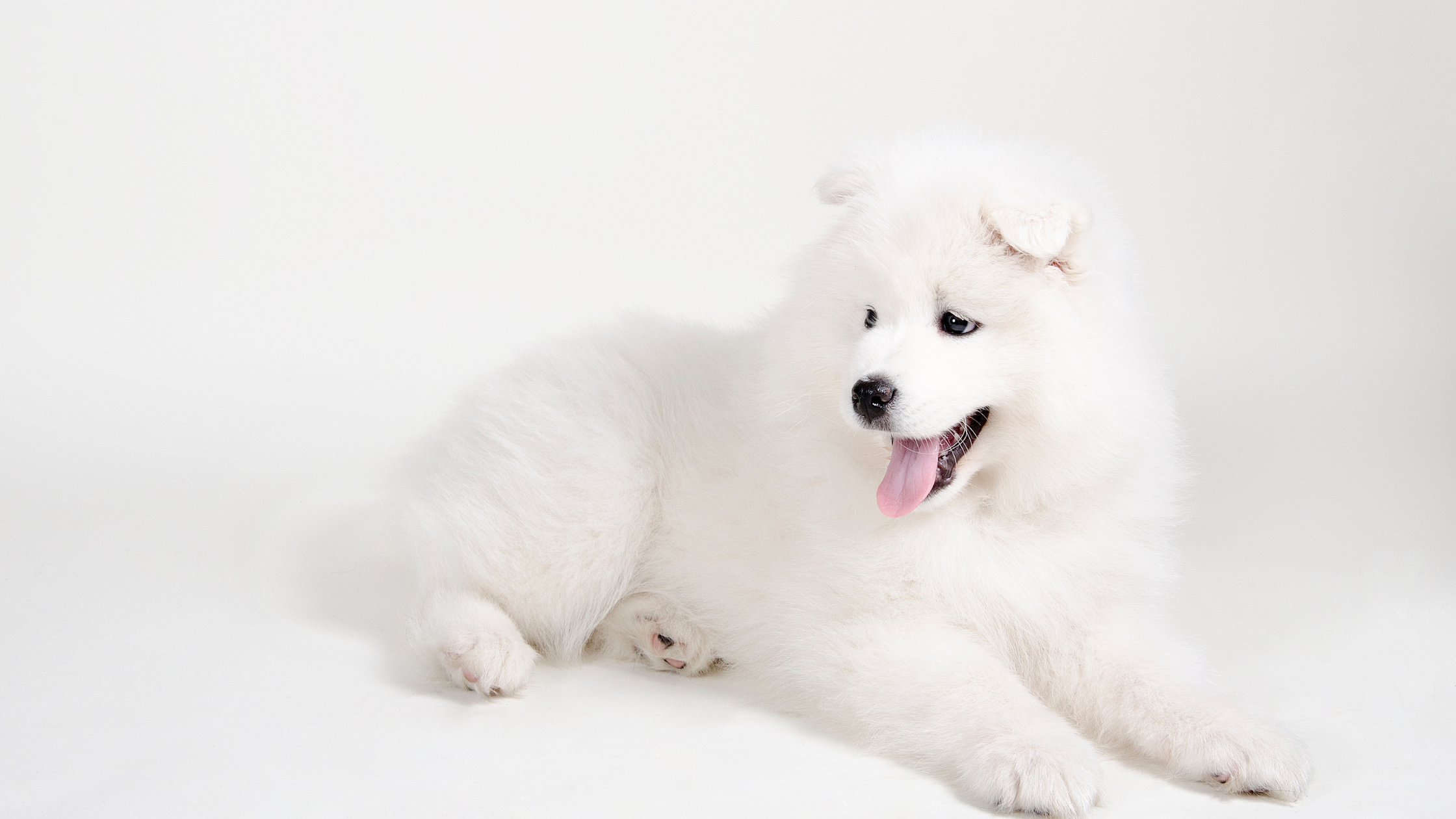 A well groomed Samoyed on a white background