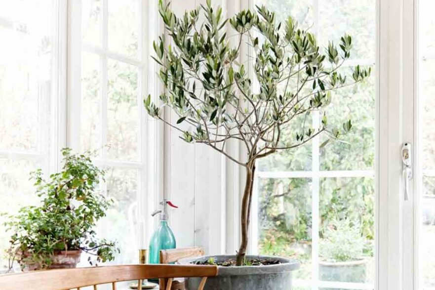 indoor trees, house plant tree types