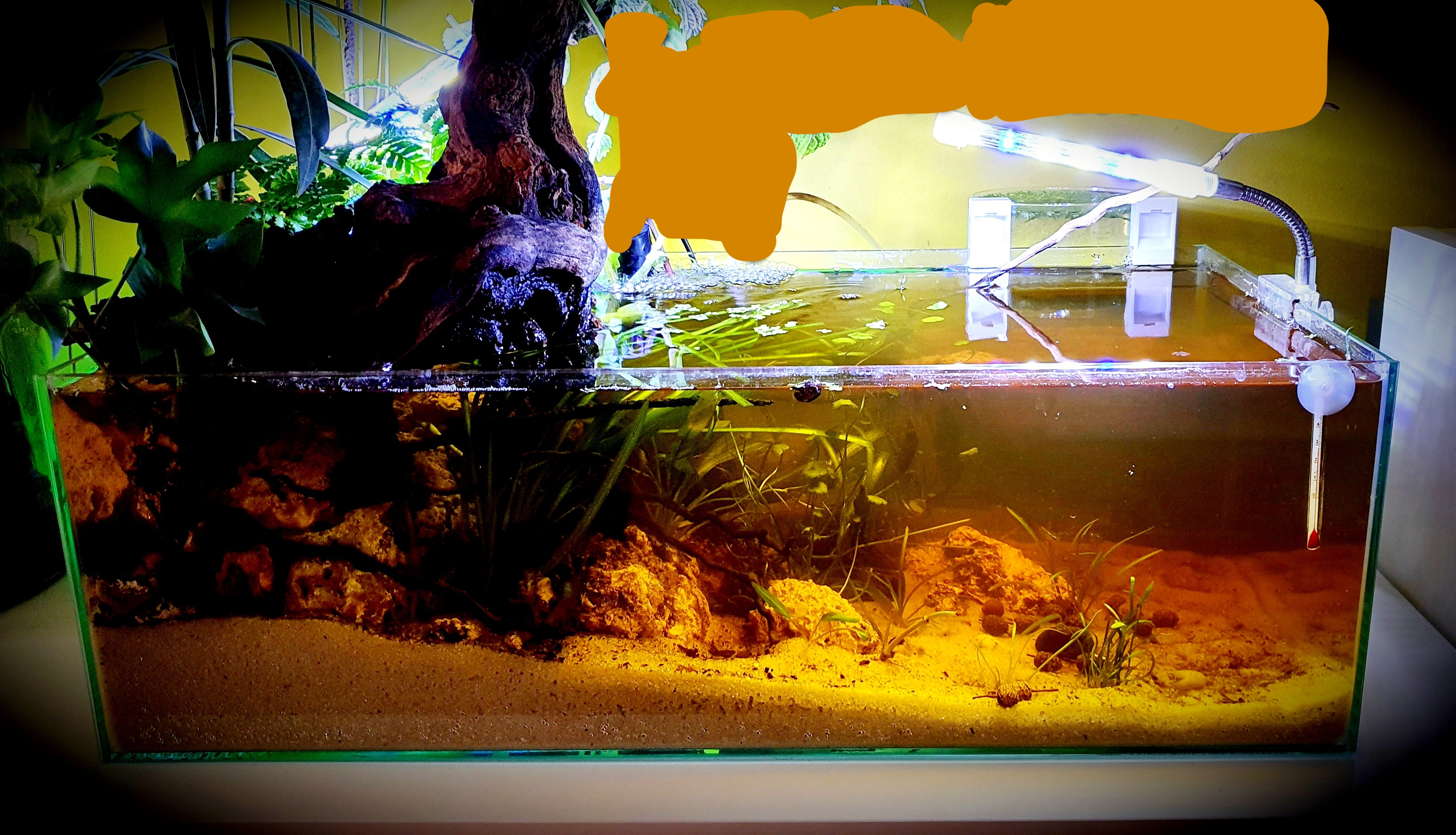 Aquascape Tutorial: NEON TETRA Blackwater Aquarium (How To: Step By Step  Fish Tank Build Guide) 