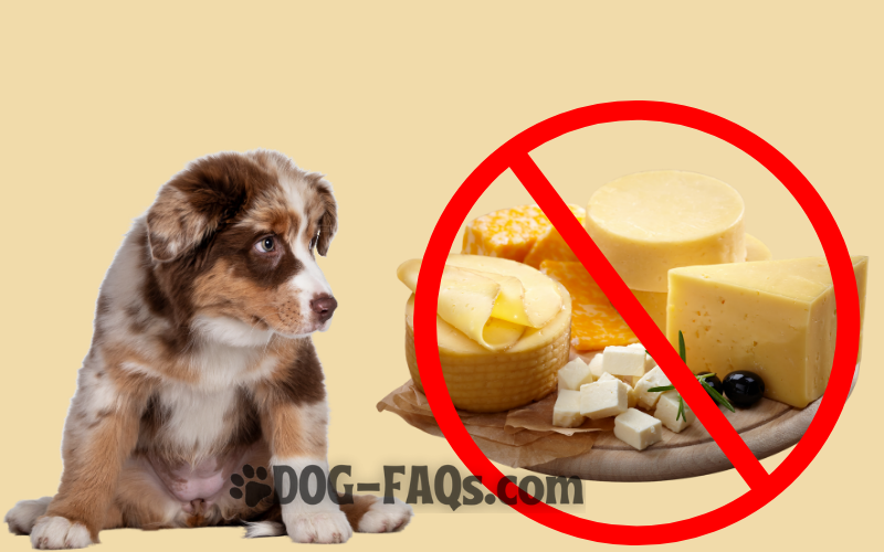 can dogs eat cheese?