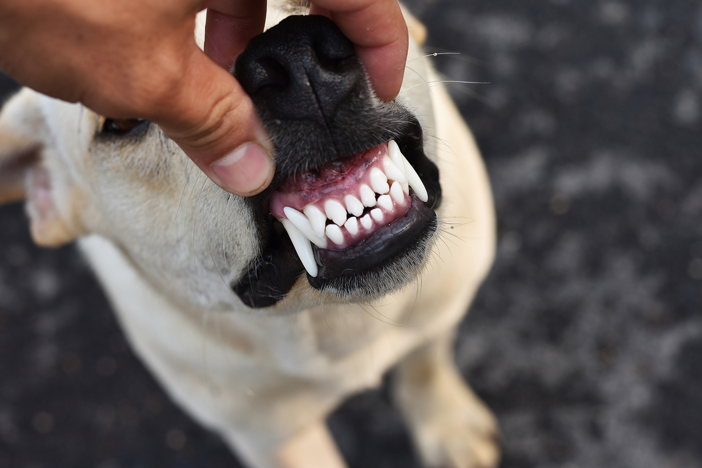 A Dog With Healthy Teeth And Gums