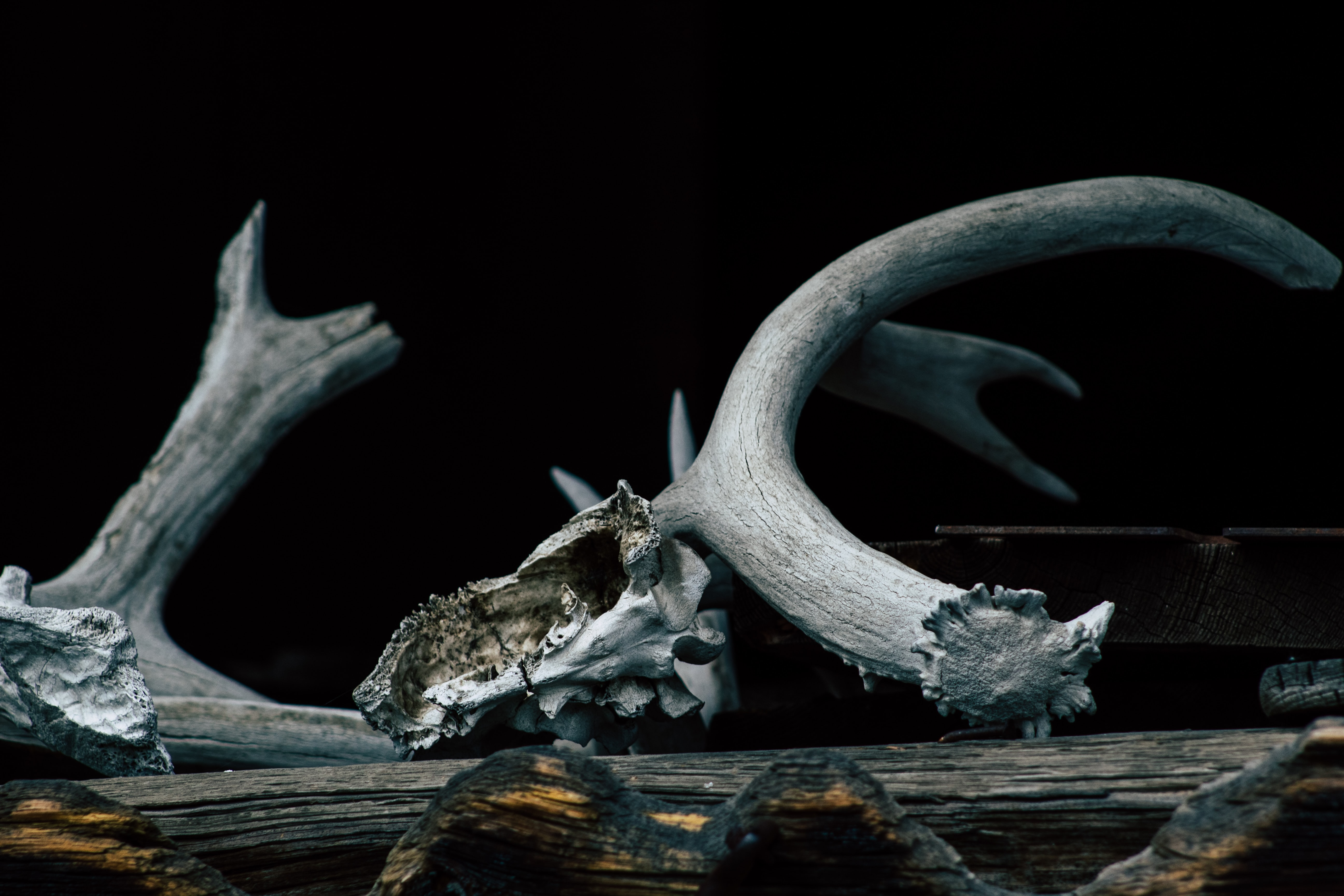 Preserve Deer Antlers