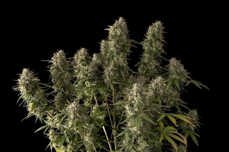 Seedsman Blueberry Auto