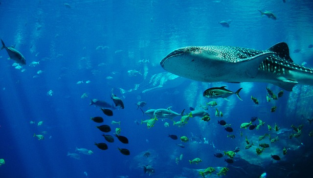 whale shark, shark, aquarium