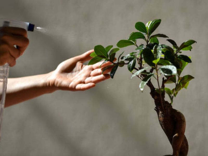 A person gently applying liquid bonsai fertilizer with a spray bottle to a bonsai tree.