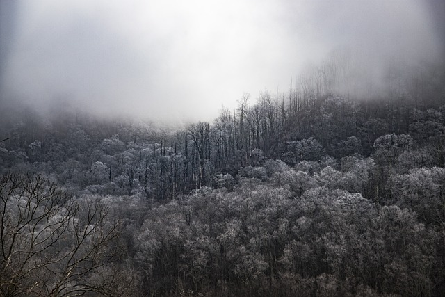 smokey mountain national park, nature, tennessee