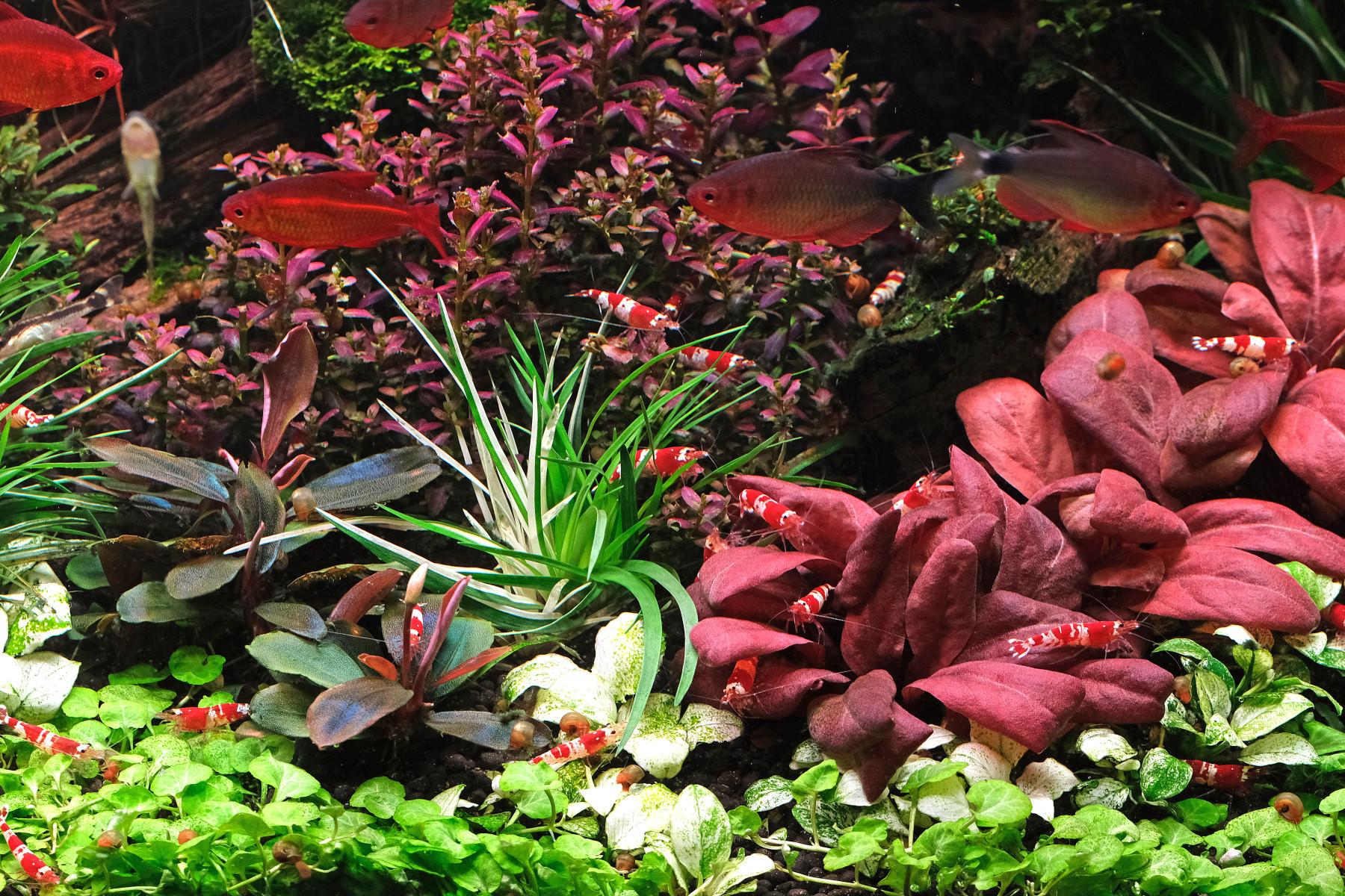 Several Crystal red shrimp