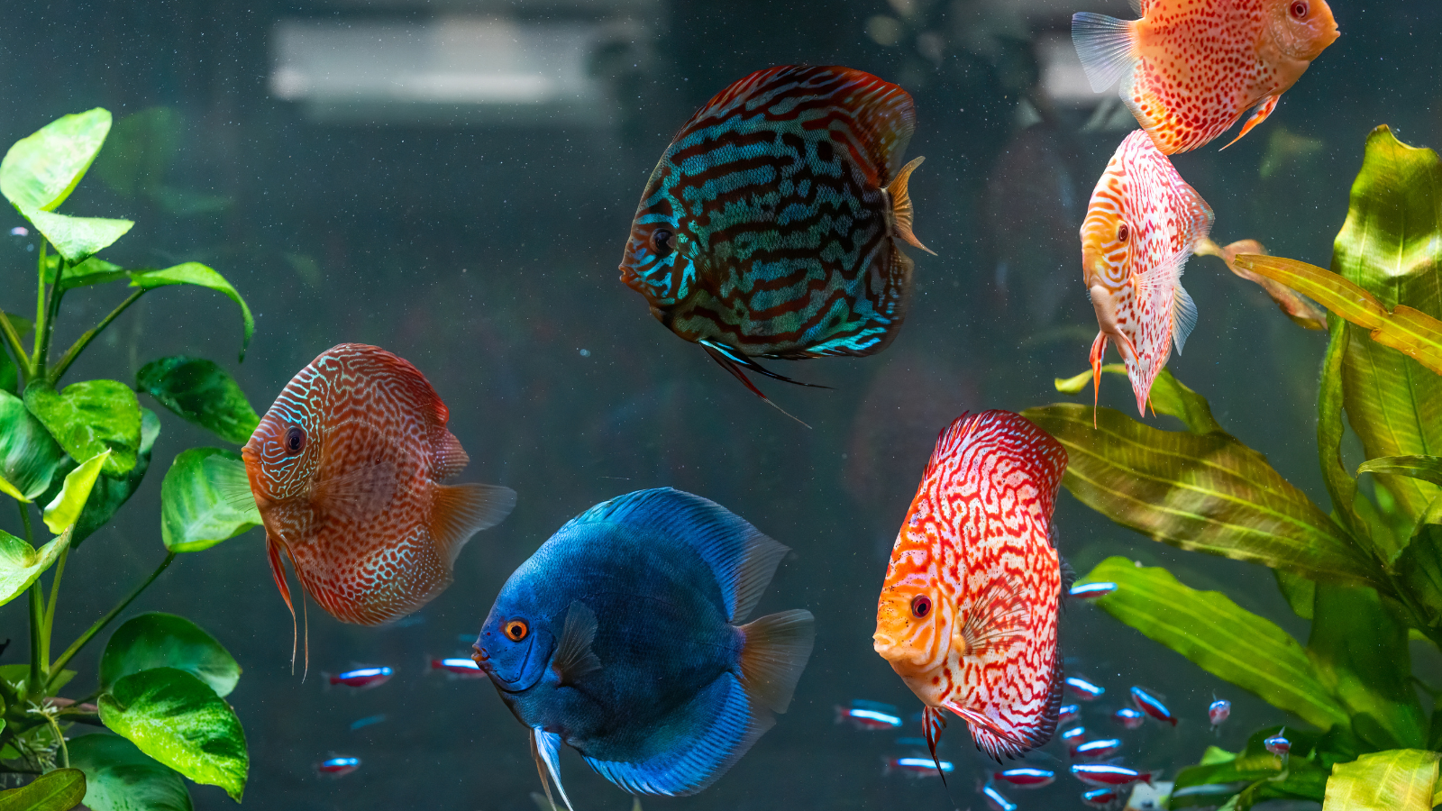 The Discus fish! Legendary and all round better than most fish