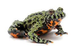 fire-bellied toad