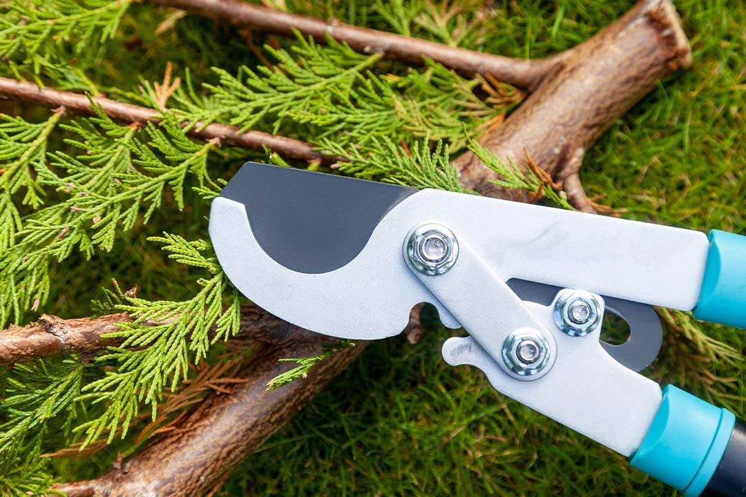 Pruning shears close up