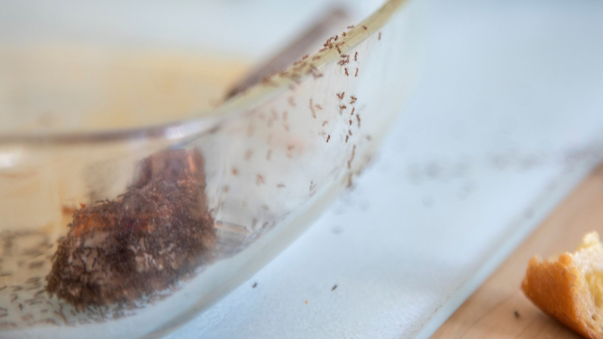 An image of very small brown ants eating leftover food out of an open glass tupperware container.