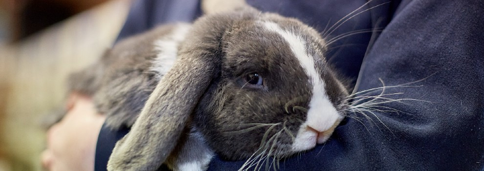 rabbits showing signs, affected animals