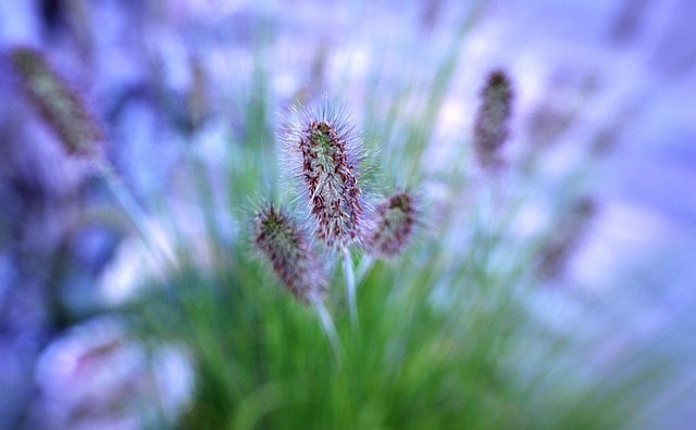 Trawa ozdobna – kłosy i źdźbła