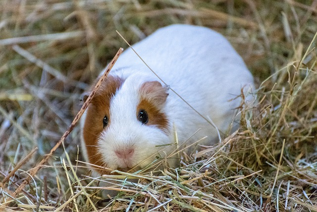 can guinea pigs eat rice