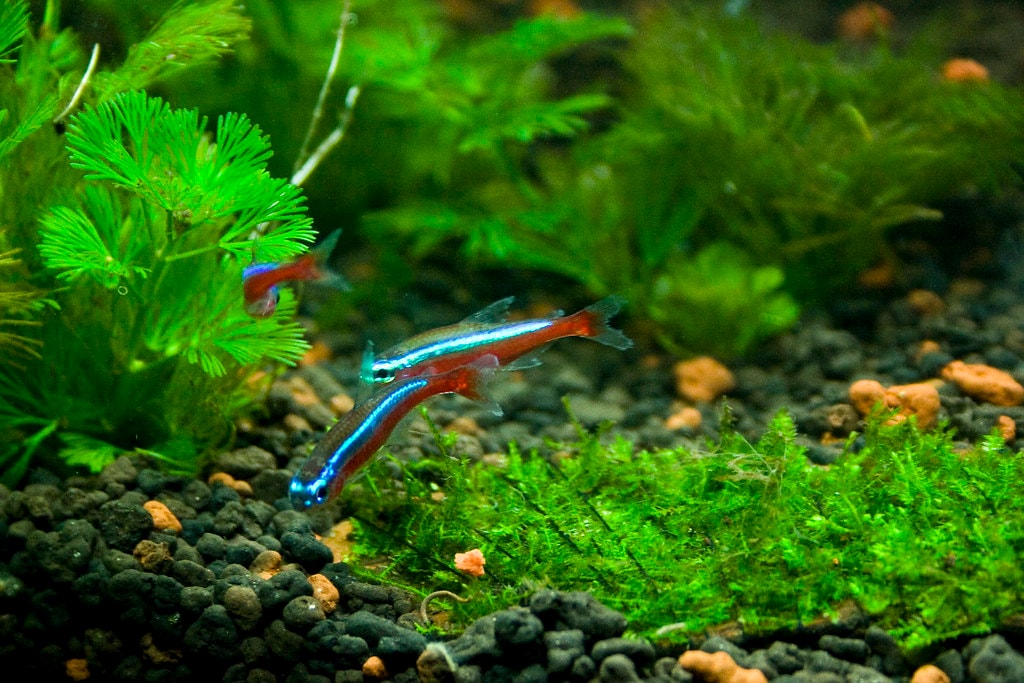 In community tank hiding spots are very necessary