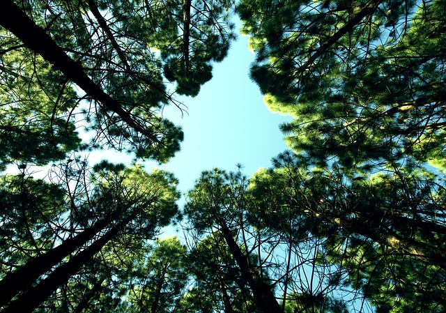 looking up through a forest to stay motivated