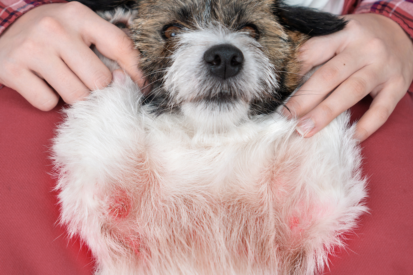 A Close-Up Of A Dog'S Skin With Redness And Inflammation