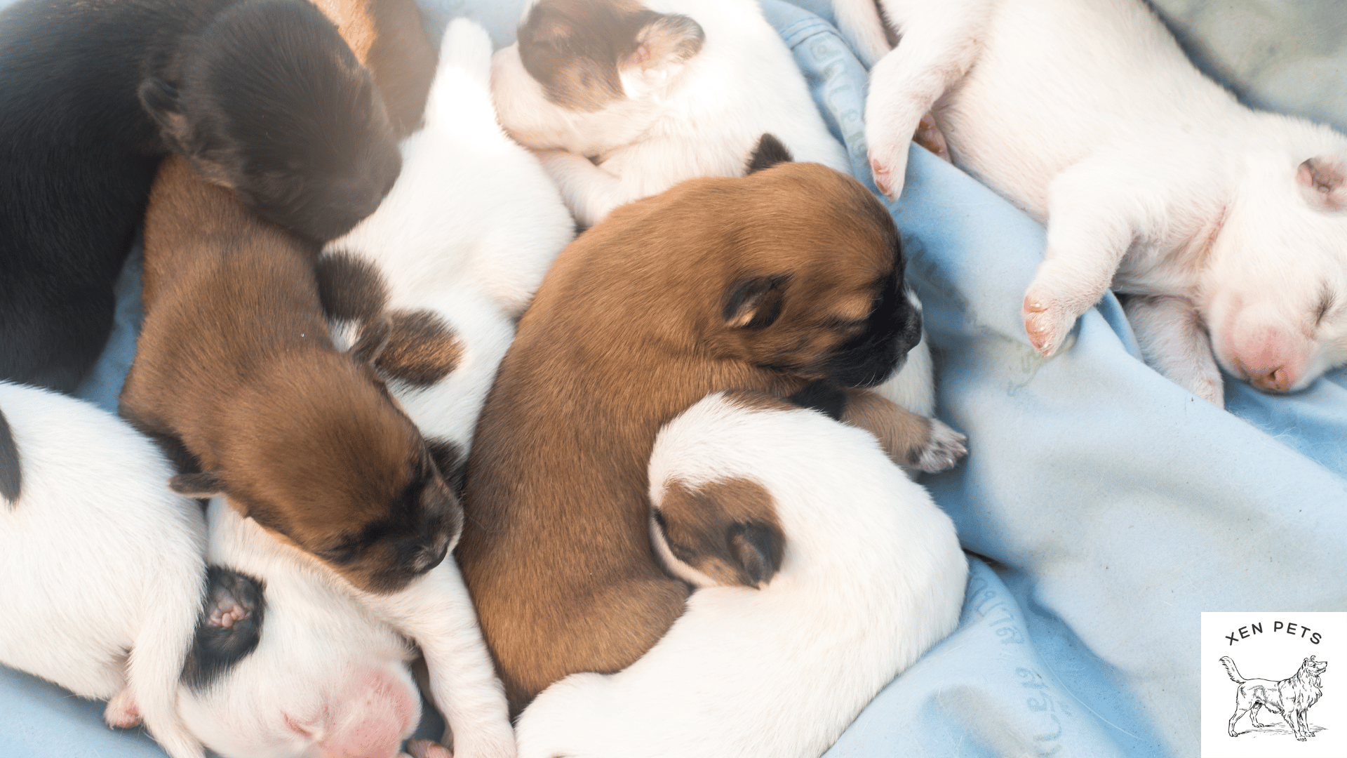 How long do puppies sleep