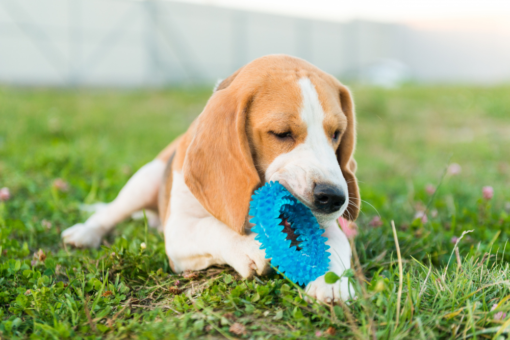 What are the best and safest dog toys to fetch? - Happy Hound · Happy Hound