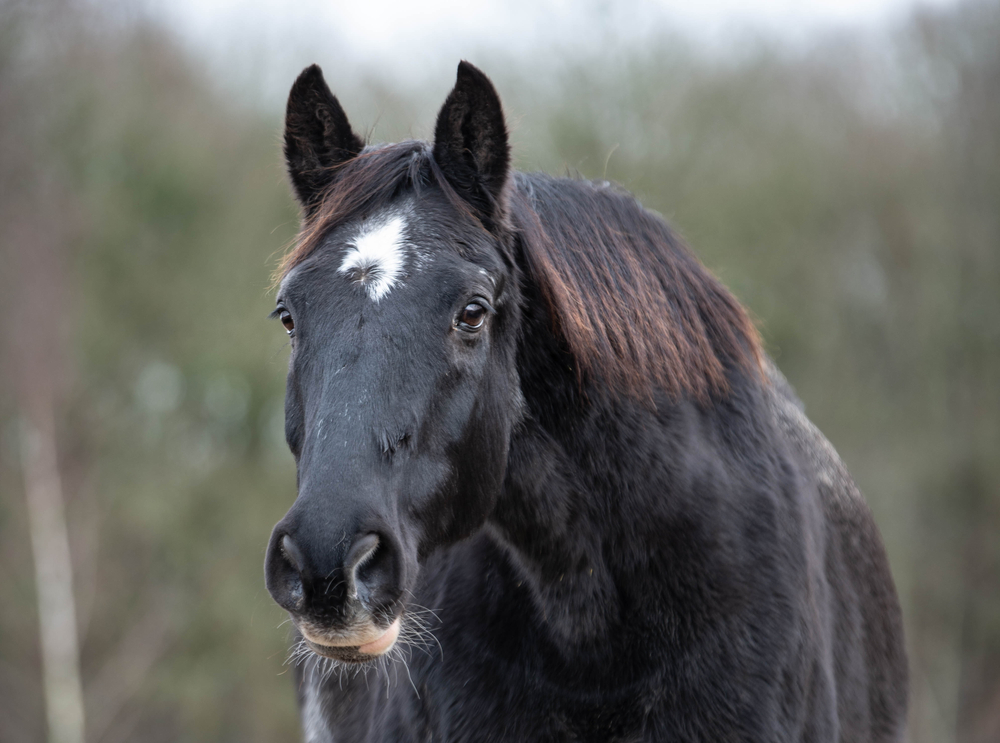 When is a Horse Too Old To Ride