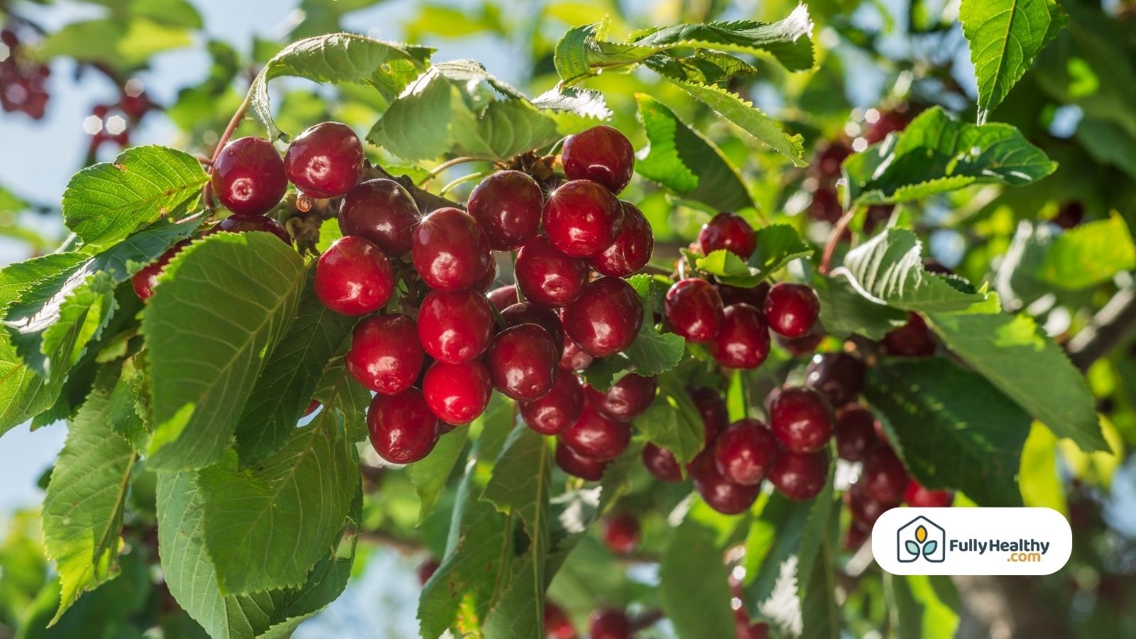 Ripe red cherries hanging from a cherry tree in a sunny cherry orchard during harvest season