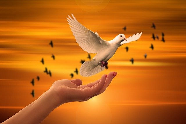 dove, freedom, peace