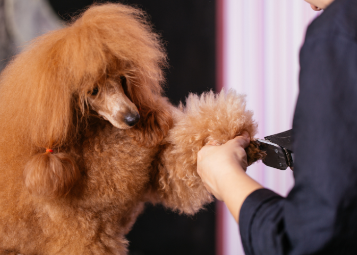 A picture of a groomer grooming a low-shedding dog breed
