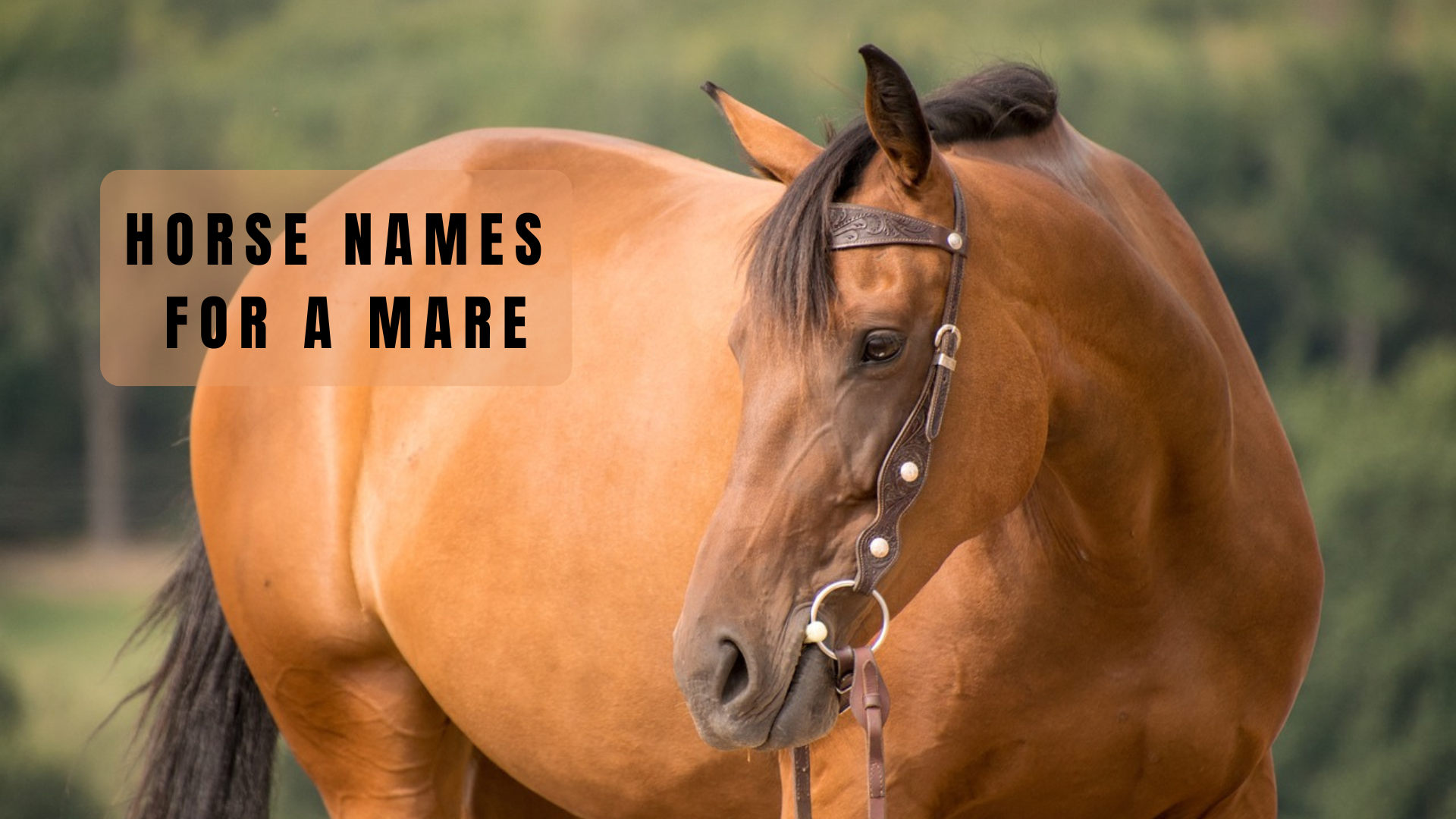 female western horse names.
