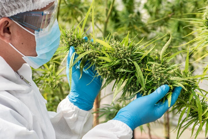 A technician in full protective gear meticulously inspects a cannabis flower during the cultivation process, demonstrating the rigorous hygiene protocols essential in medical-grade cannabis production. The blue gloves, face mask, and protective eyewear illustrate the strict contamination prevention measures required by Good Agricultural and Collection Practices (GACP) standards.