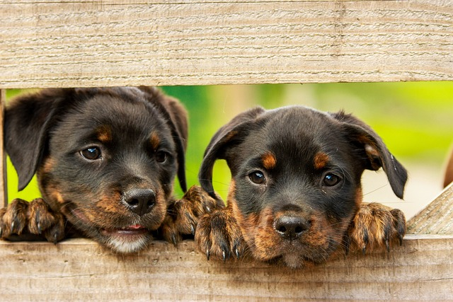 rottweiler, puppy, dog