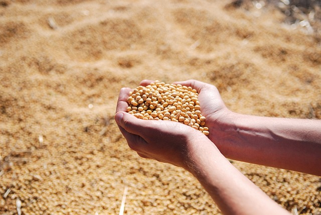 soybean, hand, agro
