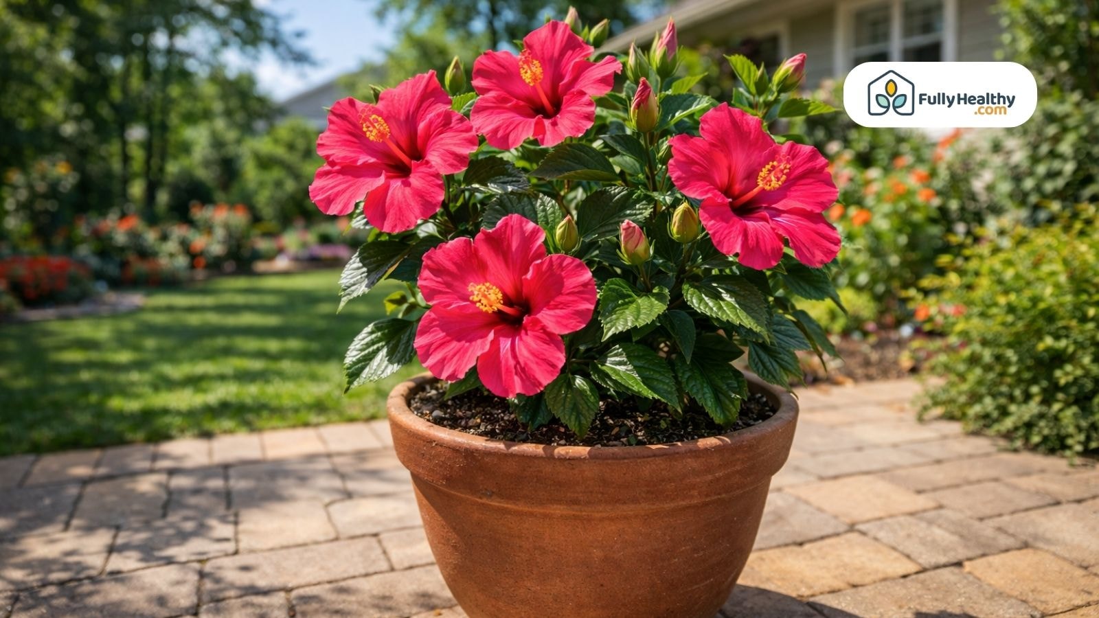 Potted hibiscus with bright pink blooms on sunny patio garden