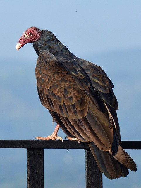 birds that start with T, turkey vulture