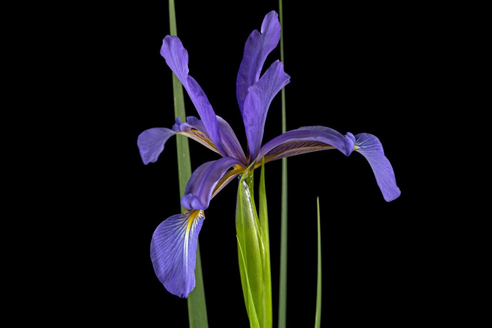when to plant dutch iris bulbs