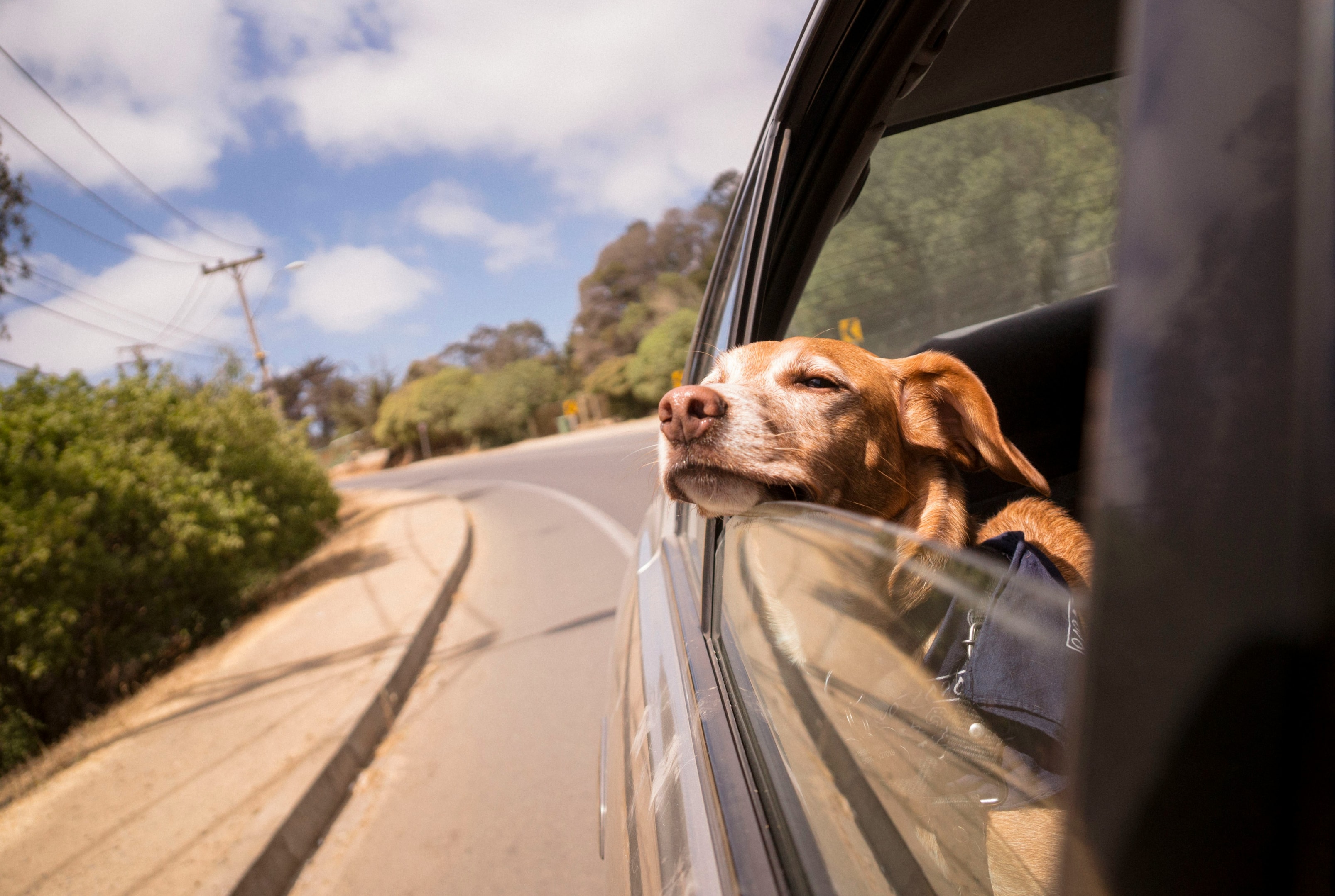Making pets comfortable on moving day.