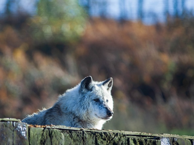 canadian timber wolf, wolf, resting