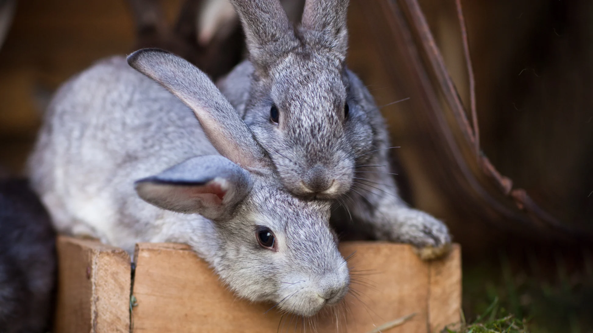 Managing Stress and Anxiety in Pet Rabbits