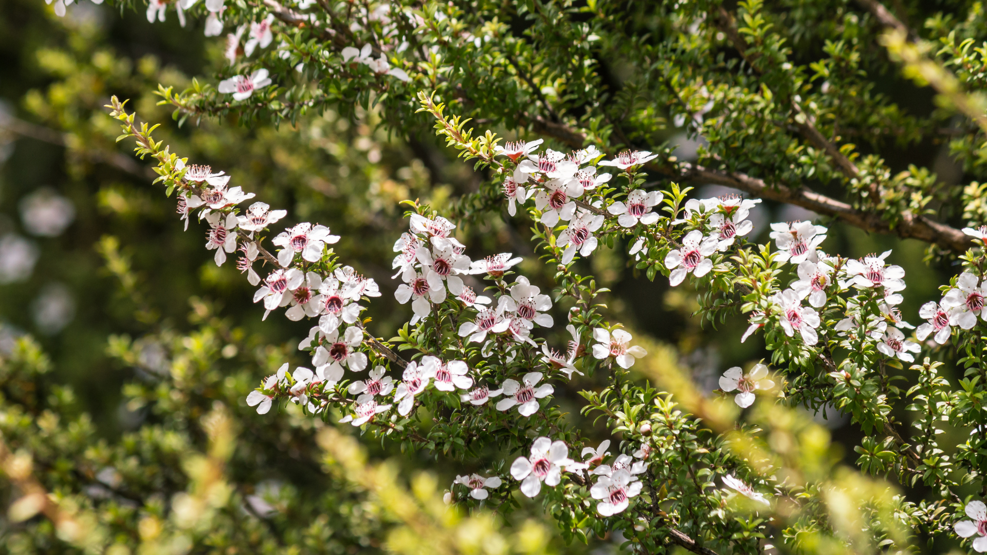 Manukaöl Hund, Manuka, Öl, Leptospermum Scoparium Oil