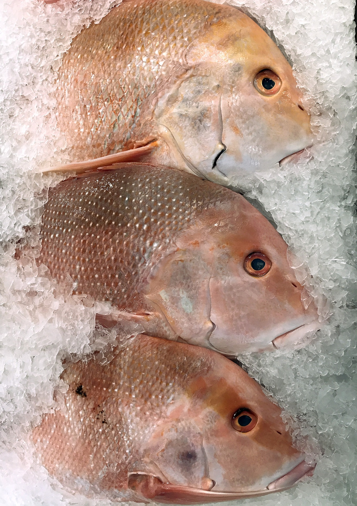 The fresh fish are laid on ice to preserve its freshness and to prepare it as food. They were caught with bait.