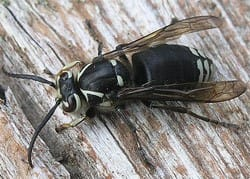 An image of a white and black Bald-faced Hornet.