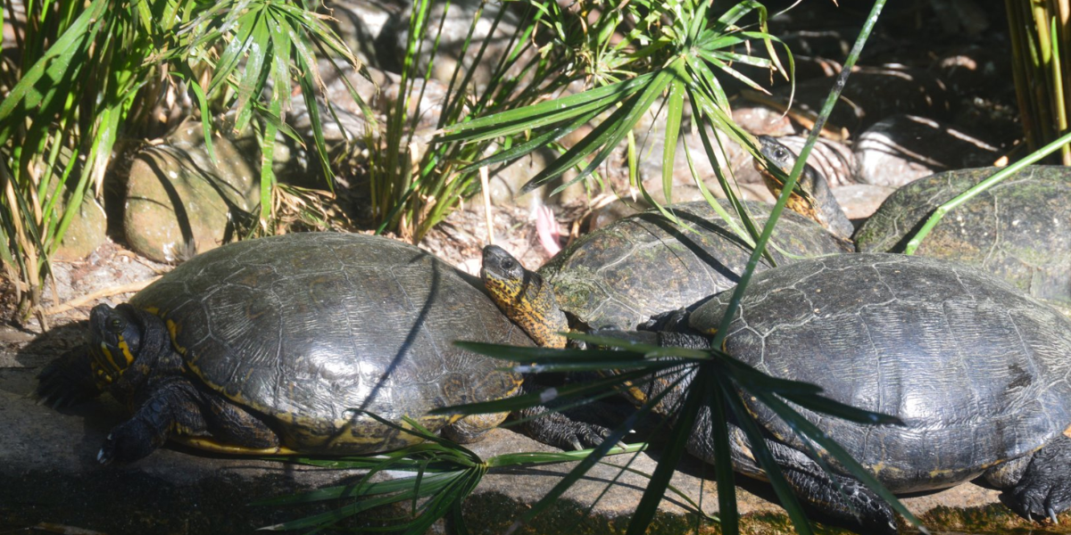 interesting animals in belize