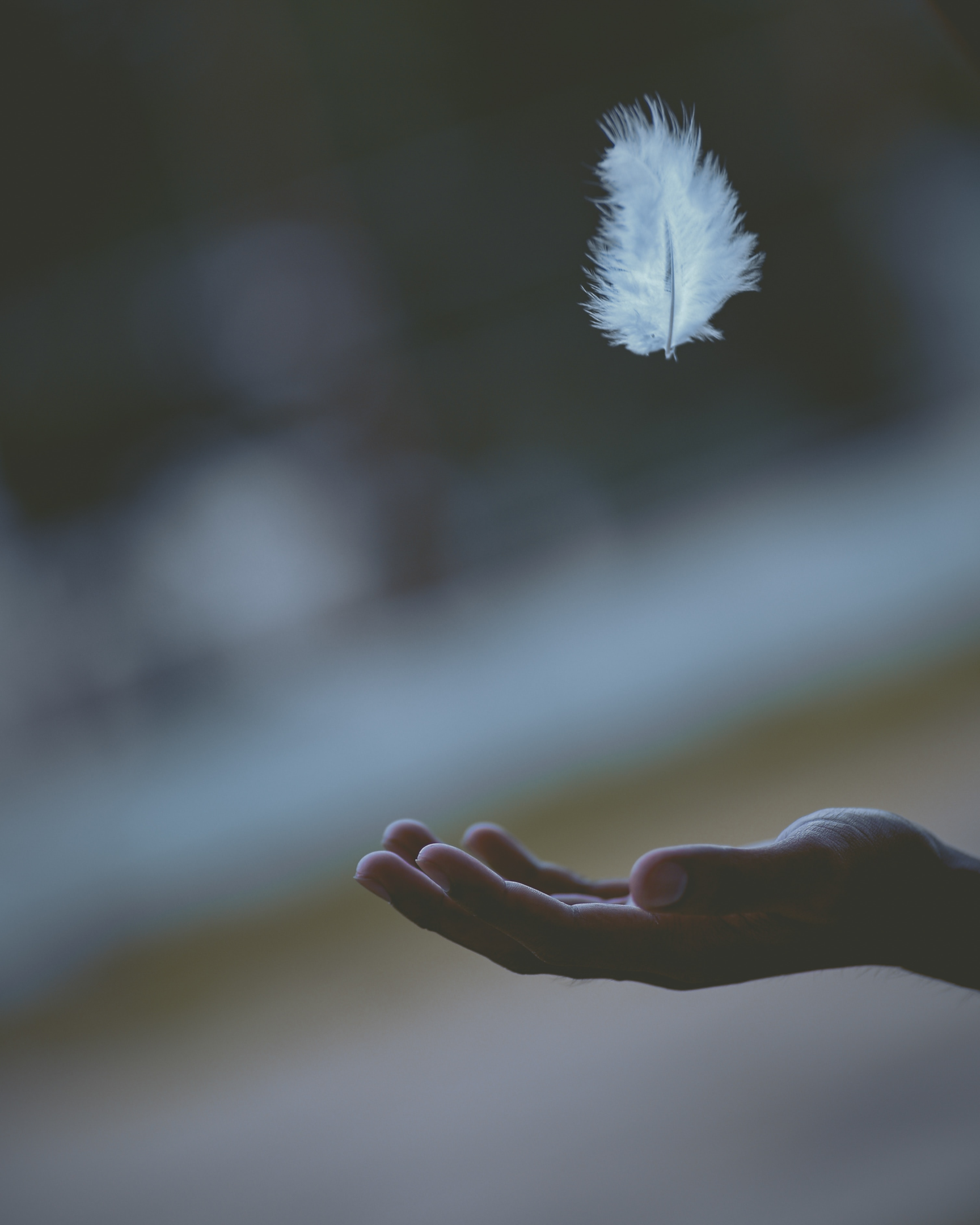 feather floating down to a hand at dusk