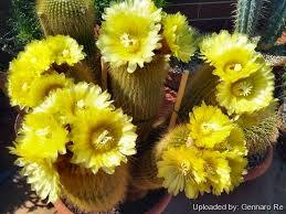 colorful cacti